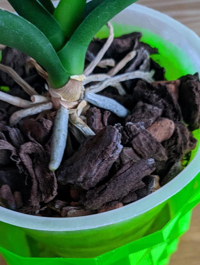 Das Wurzelwerk einer Orchidee mit Substrat